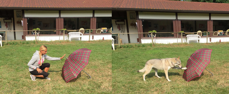 “Do as I do!” For the training, dogs were trained to imitate human actions. But in some cases, they dogs didn’t know they were supposed to remember certain actions, but they still remembered them anyway—a sign of episodic memory. (Image: Claudia Fugazza, Ákos Pogány, and Ádám Miklós / Current Biology 2016)